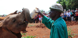 大象&ldquo;孤儿&rdquo;之家