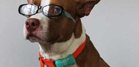 狗狗的&ldquo;运动手环&rdquo;啥样？