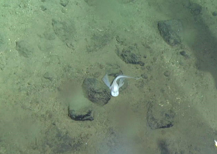 “蛟龙”号眼中的深渊动物世界