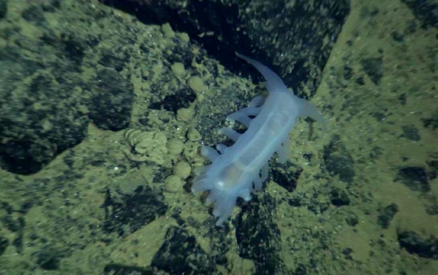“蛟龍”號從5000米深海帶回11只大型生物
