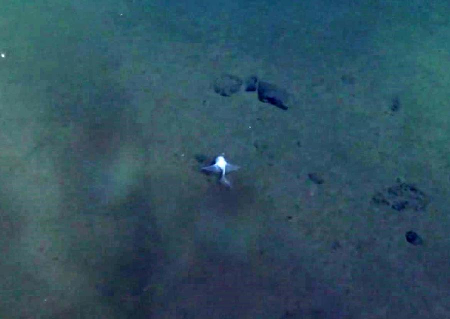 雅浦海沟7000米深渊区，成功捕获2条狮子鱼