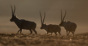 &ldquo;无人区&rdquo;里的生命礼赞