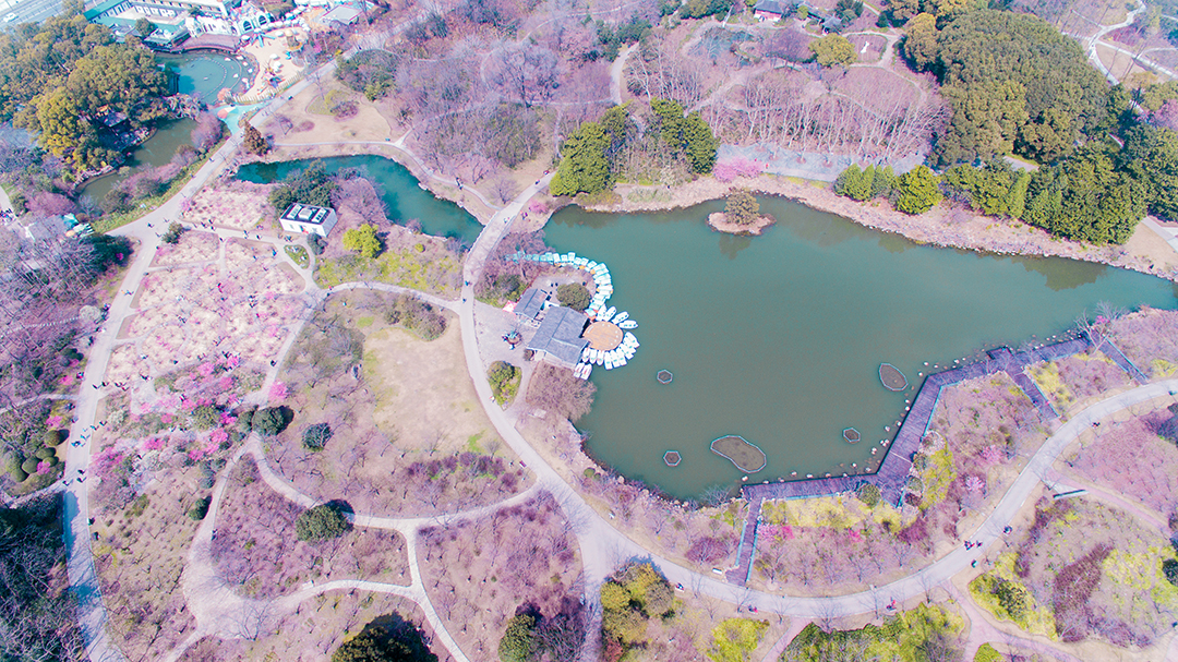 【改革开放40年“飞阅”长三角】航拍VR:飞瞰上海植物园春色