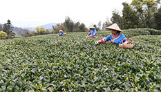 福鼎茶乡迎来白茶开茶季