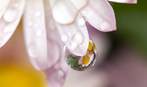 十五夜望月寄杜郎中