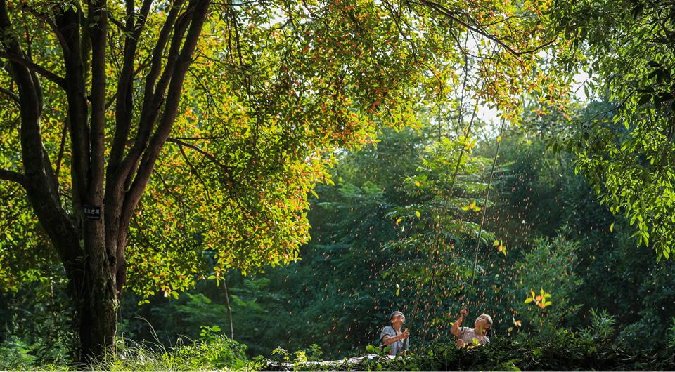 四川泸州：打桂花迎中秋