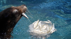 罗马：动物&ldquo;冷餐&rdquo;解暑