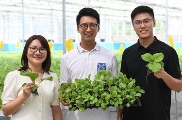 三位香港青年的蔬菜夢工廠