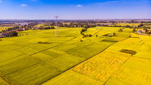 金色铺满大地 醉美田园奏响丰收曲