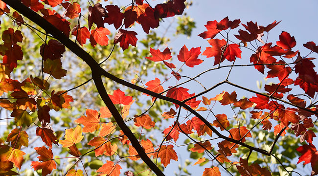重庆涪陵：秋色斑斓醉游人