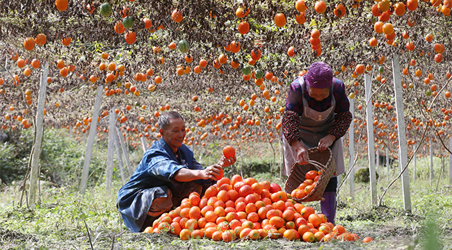 重庆黔江:金秋采收吊瓜忙