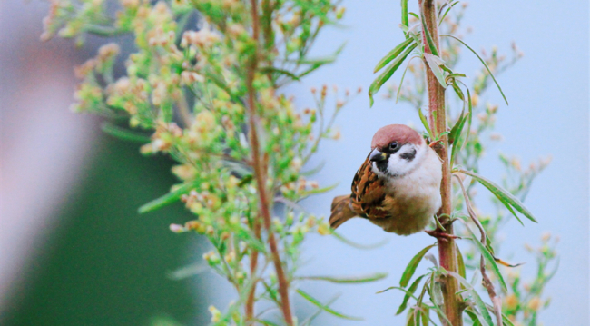重庆巫山:生态向好 雀鸟回归