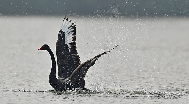 重庆涪陵:黑天鹅湖畔舞翩跹