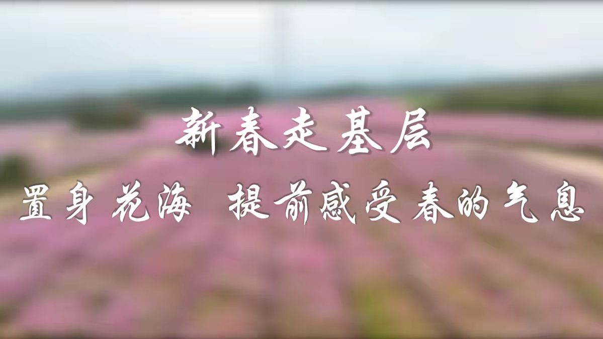 新春走基层|置身花海 提前感受春的气息