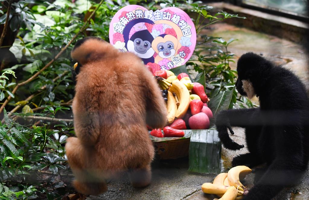 海口:北白颊长臂猿“命大”“亮亮”成功合笼