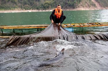 新华全媒+｜“鲟”梦长江——长江鲟人工繁育研究工作进展顺利