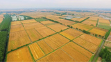 迎豐收！湖北漢川38萬畝小麥喜開鐮