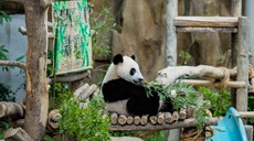 中國旅馬大熊貓“靚靚”的第三只寶寶取名“升誼”