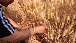麦收新事｜黄河三角洲盐碱地的小麦测产报告来啦！