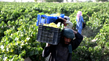 阿富汗：收獲葡萄
