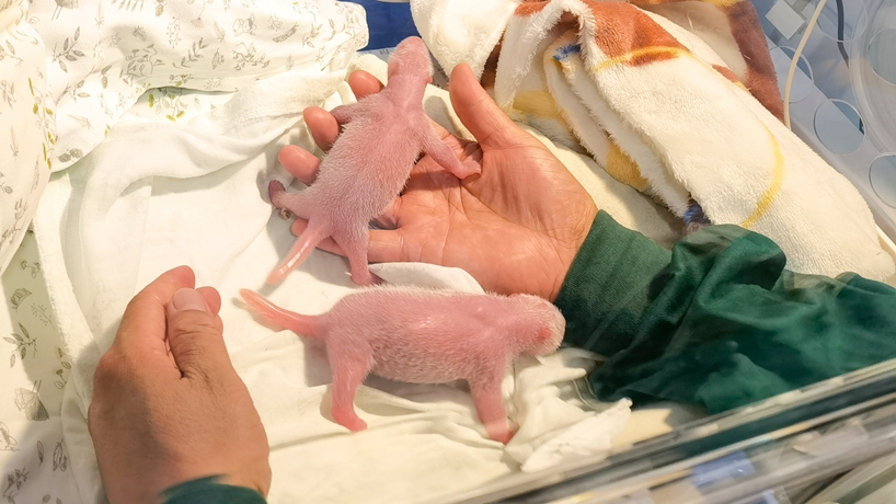 重慶動物園海歸大熊貓首次成功産下雙胞胎