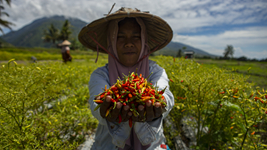 印尼中蘇拉威西：收獲辣椒