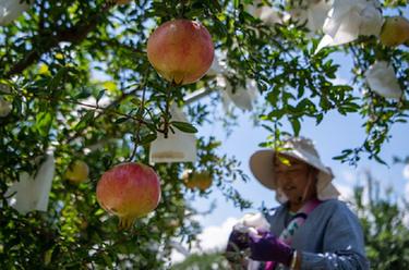 云南蒙自:软籽石榴丰收上市