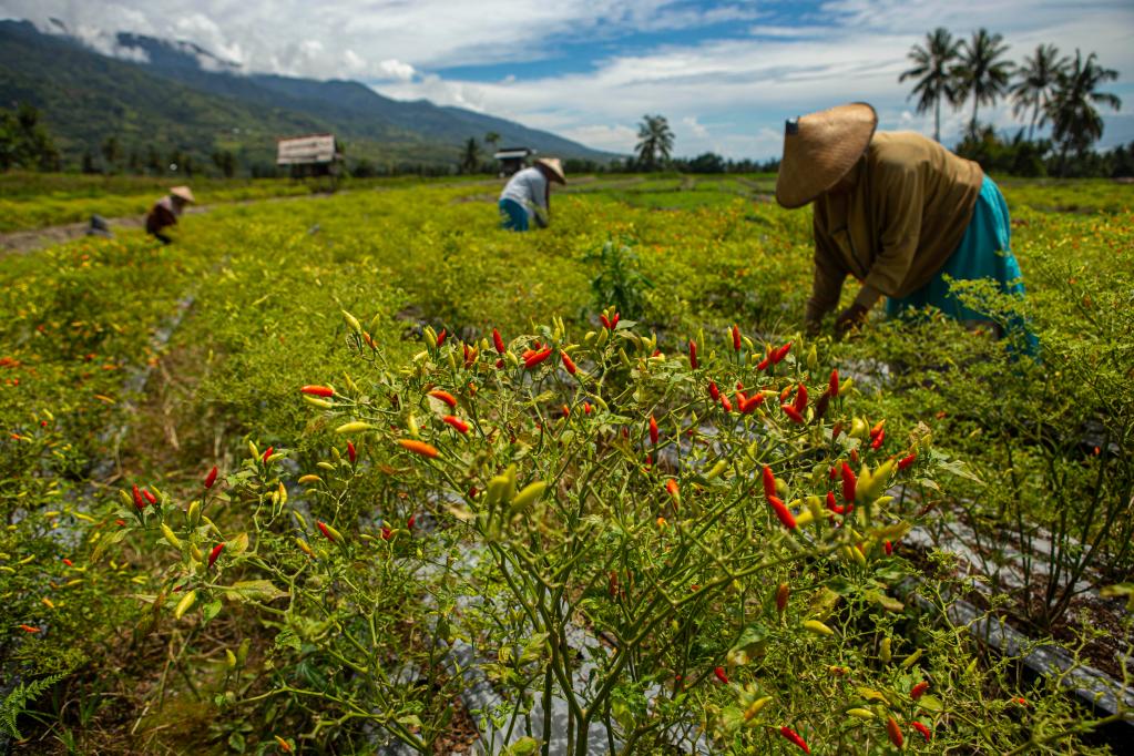 印尼中苏拉威西：收获辣椒