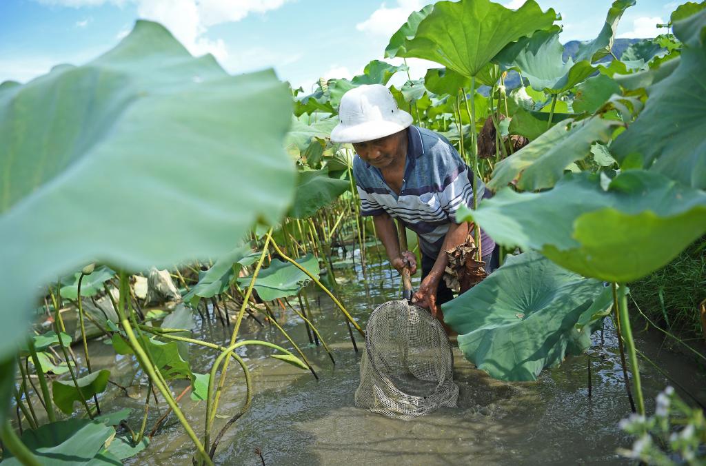 &ldquo;莲鱼共养&rdquo;富农家