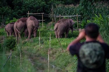 世界大象日：爱&middot;象&middot;随