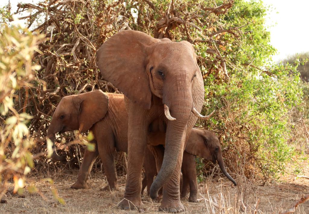 世界大象日——關注非洲象