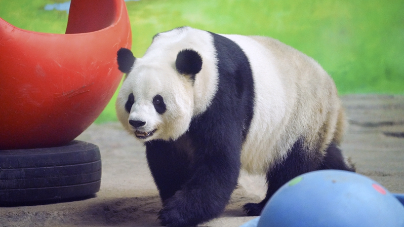 大熊貓思嘉迎來16歲生日