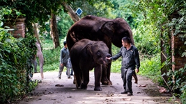 这些数据让你更了解亚洲象