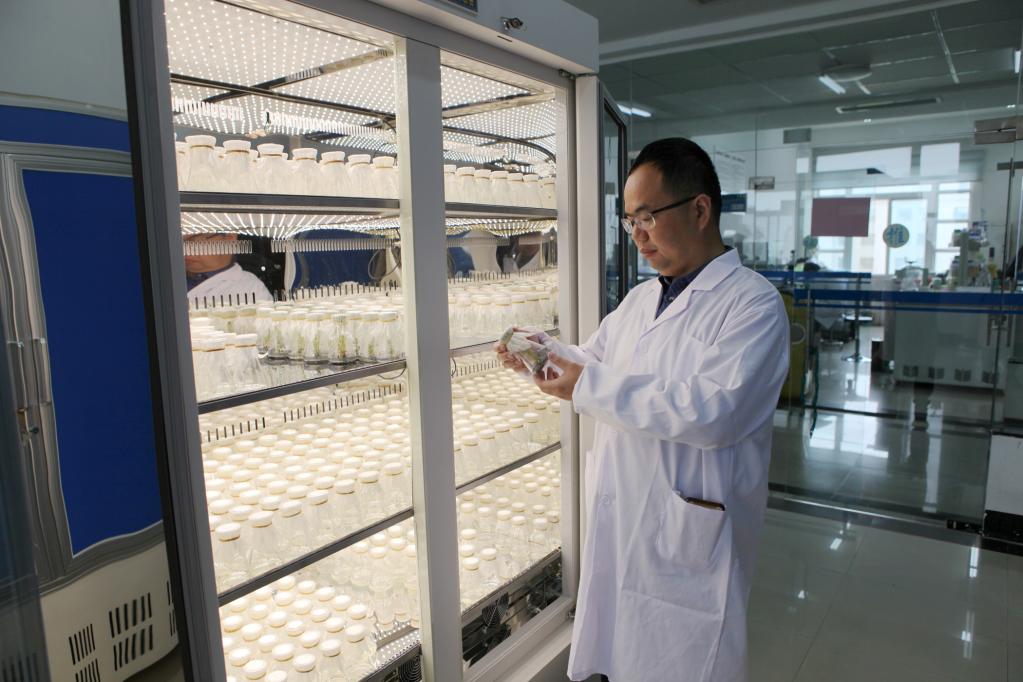 &ldquo;庄稼汉&rdquo;周雷：为水稻育种贡献青春力量