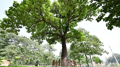 焦桐，活在人们心中的树