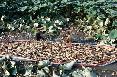 水乡脆藕采收忙