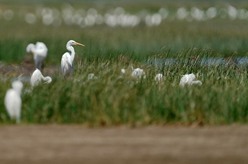 闽江河口湿地迎来候鸟&ldquo;先头部队&rdquo;