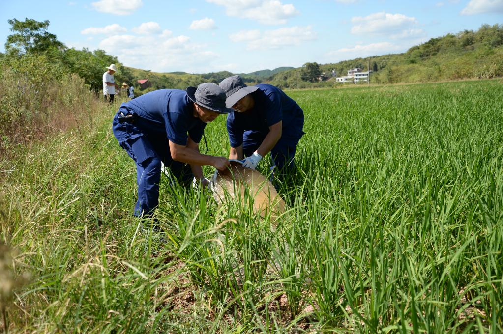 烈日下，为干旱的稻田送来灌溉用水&mdash;&mdash;湖南衡阳抽水保灌一线见闻