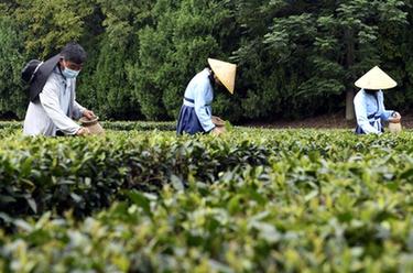 山東日照：體驗採茶
