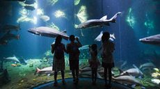 新华全媒＋丨夜宿&ldquo;海底&rdquo;与鲸鲨&ldquo;同眠&rdquo;