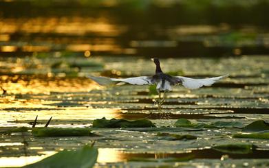 诗意中国&mdash;&mdash;翻空白鸟时时见，照水红蕖细细香