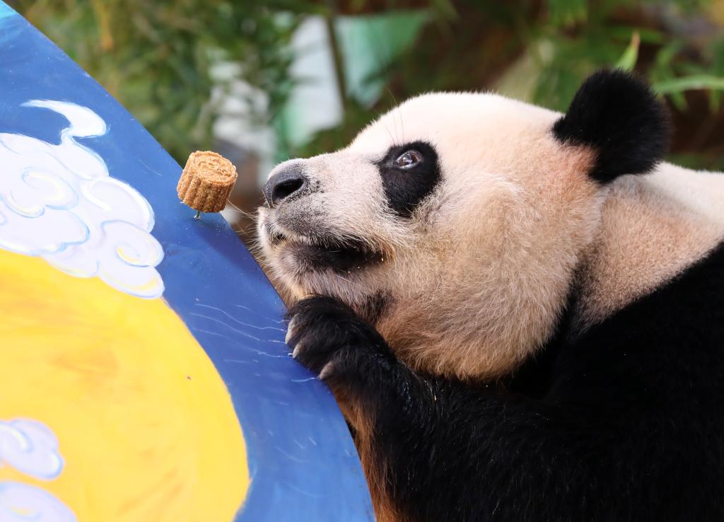 大熊猫三胞胎吃“月饼”庆中秋