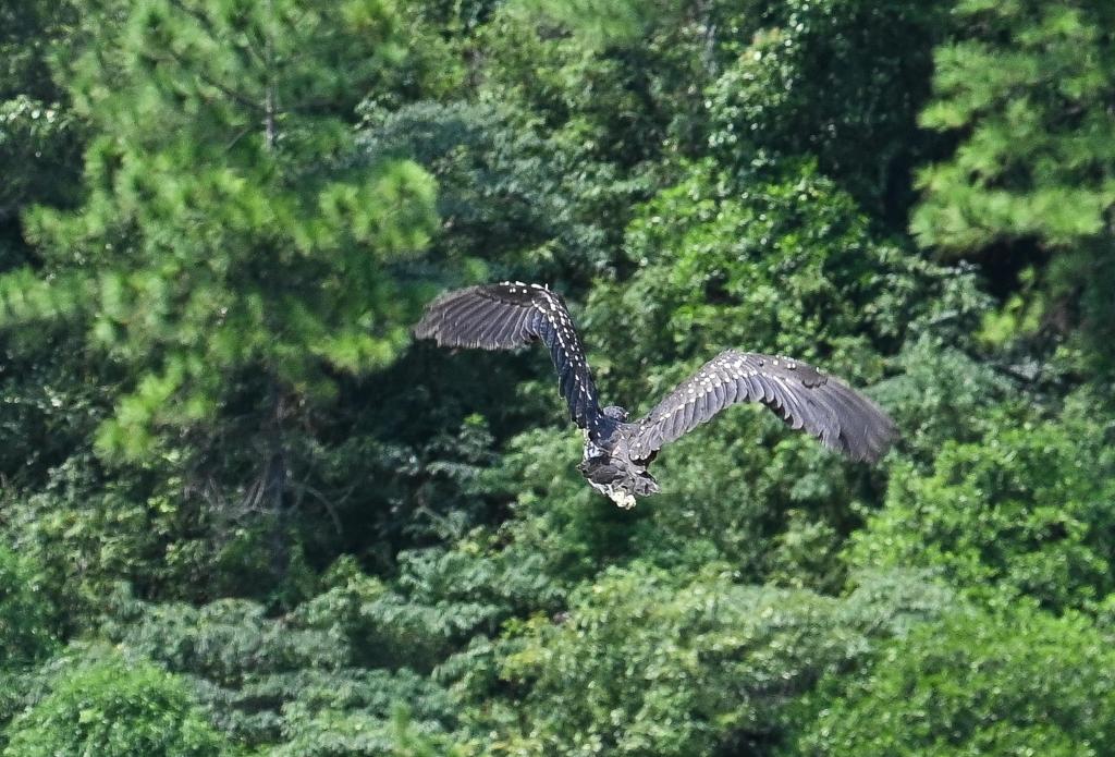 新华全媒+丨&ldquo;世界上最神秘的鸟&rdquo;海南鳽在广东被救助放生
