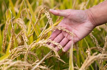 &ldquo;土改第一村&rdquo;：金黄稻田待秋收