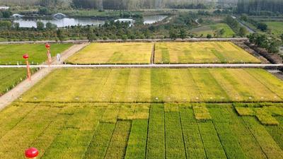 節水穩産、降污減碳的節水抗旱稻