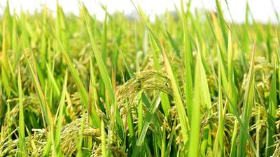 節水穩産、降污減碳的節水抗旱稻