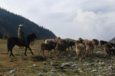 新疆昭蘇：褐牛轉場出天山