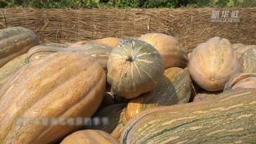 河南鹤壁:荒山种出丰收瓜