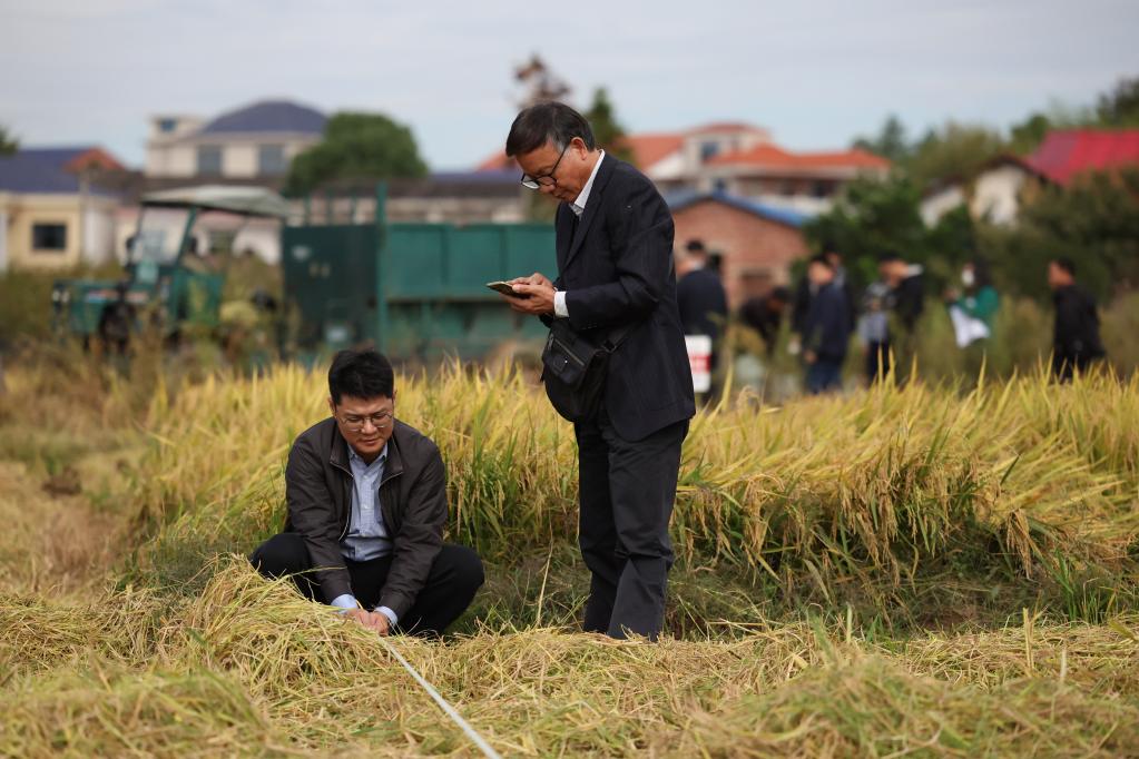 新华全媒+丨湖南浏阳:“一季杂交稻+再生稻”粮食周年生产模式再生季稻测产验收