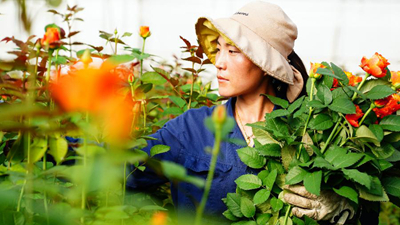 新华全媒+丨山东莒县:鲜切花铺就乡村振兴路